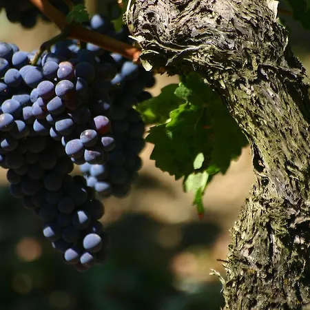 La Les Grands Vignobles Libourne